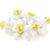New Cerf Dellier Extrait De Fleur D'Oranger Patisdecor 50 Ml