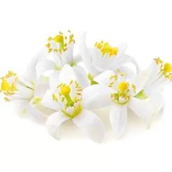 New Cerf Dellier Extrait De Fleur D'Oranger Patisdecor 50 Ml